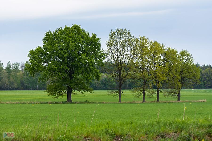 Tuż za Jawornicą - Podlesie będące częścią wsi Sadów.