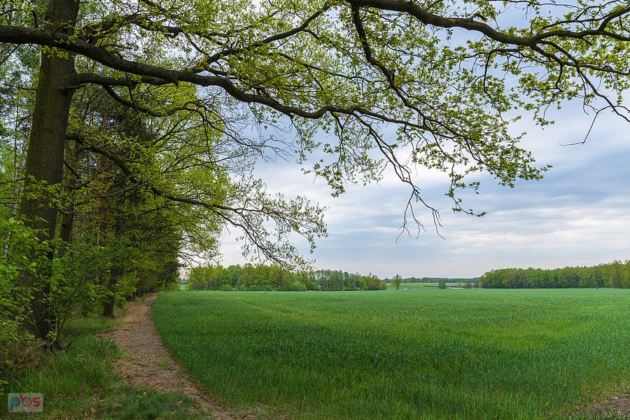 Podlesie - część wsi Sadów w powiecie lublinieckim.