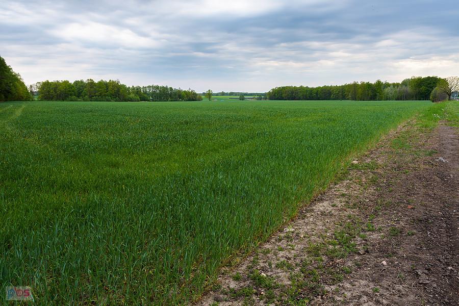 Pola Podlesia - część wsi Sadów