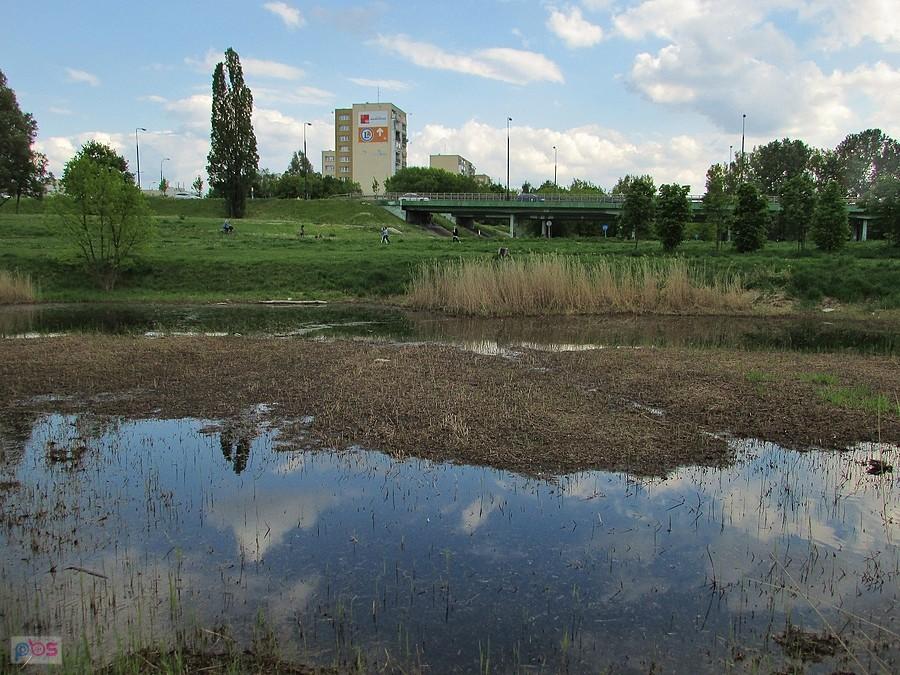 Staw w Dolince Służewskiej, po ostatnich deszczach