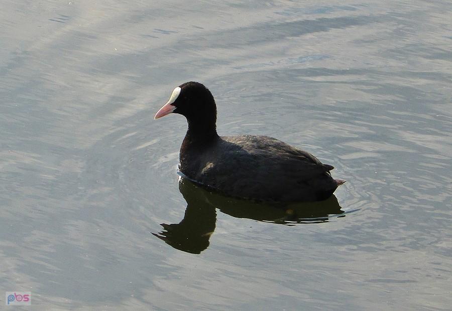 Ciekawa łyska