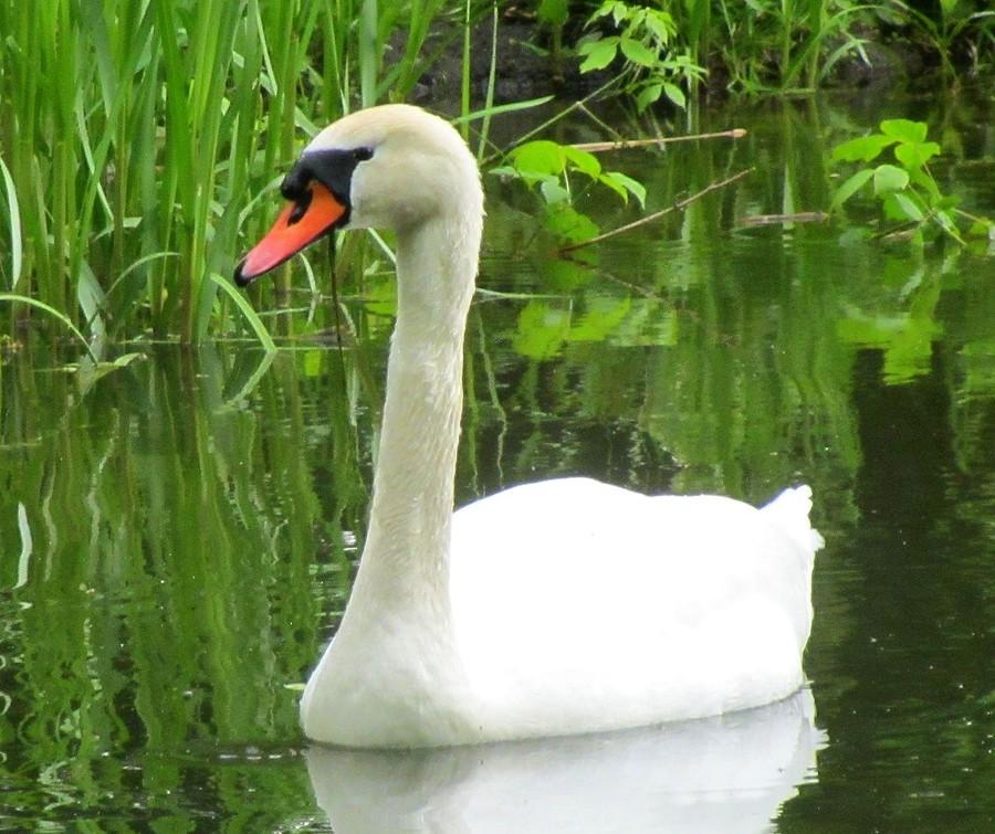 Jego okazałość