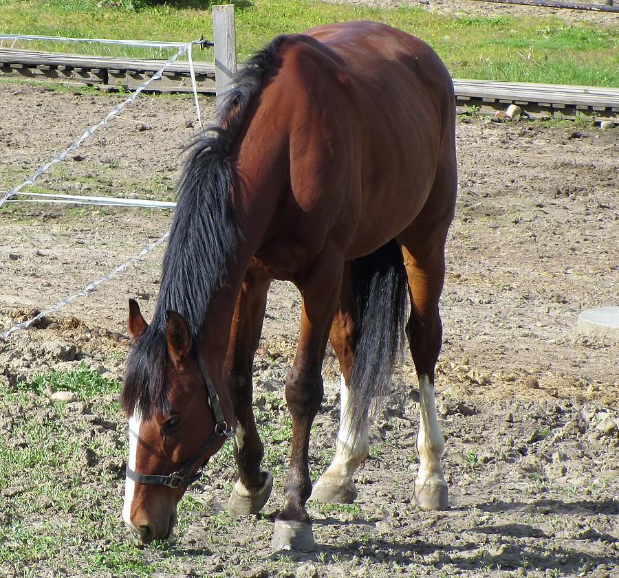 Samotny ogier, Stadnina, Wiry