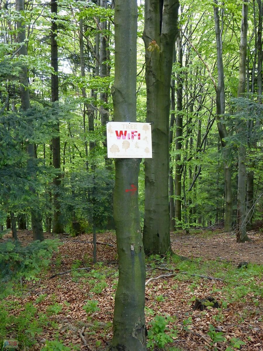 Tree WiFi