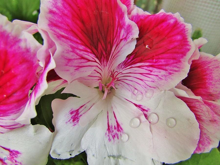 Pelargonia angielska