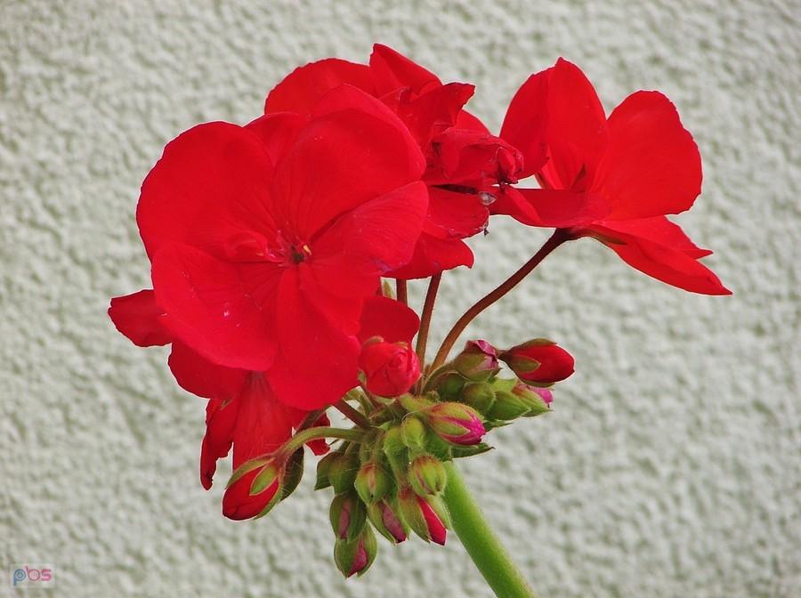 Pelargonia z blokowiska