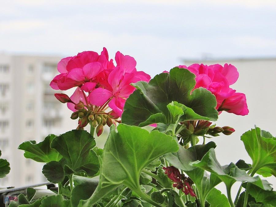 Pelargonie na balkonie