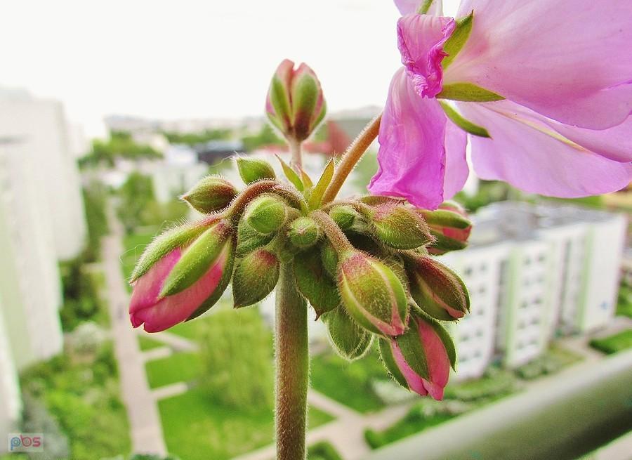 Nowe pączki pelargonii