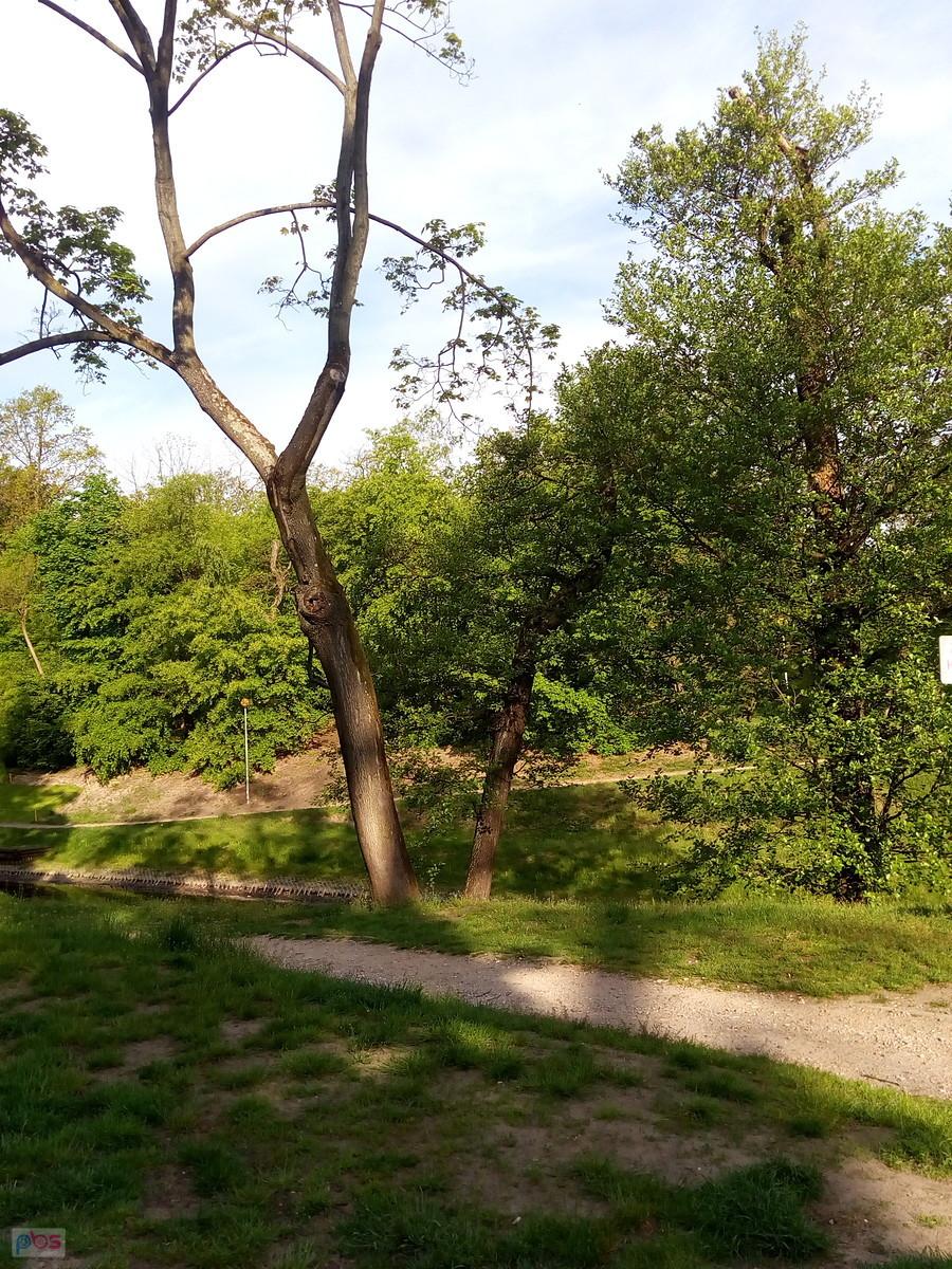 W parku
