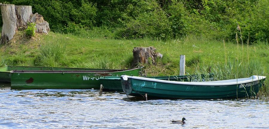 Kaczy przegląd floty, Jezioro Niepruszewskie