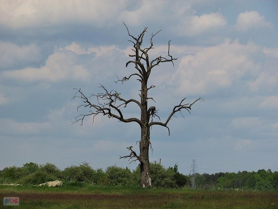 Lisów - uschnięte drzewo