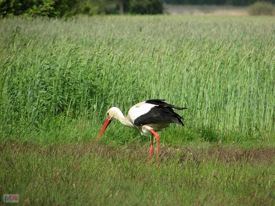 Bocian na łąkach nad Radomką
