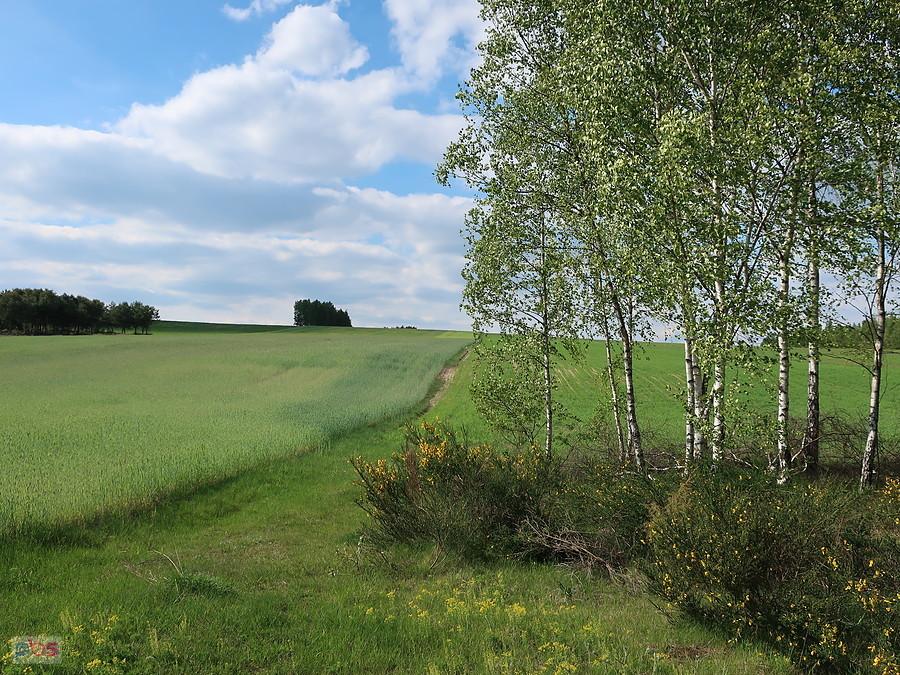 Kwitną żarnowce