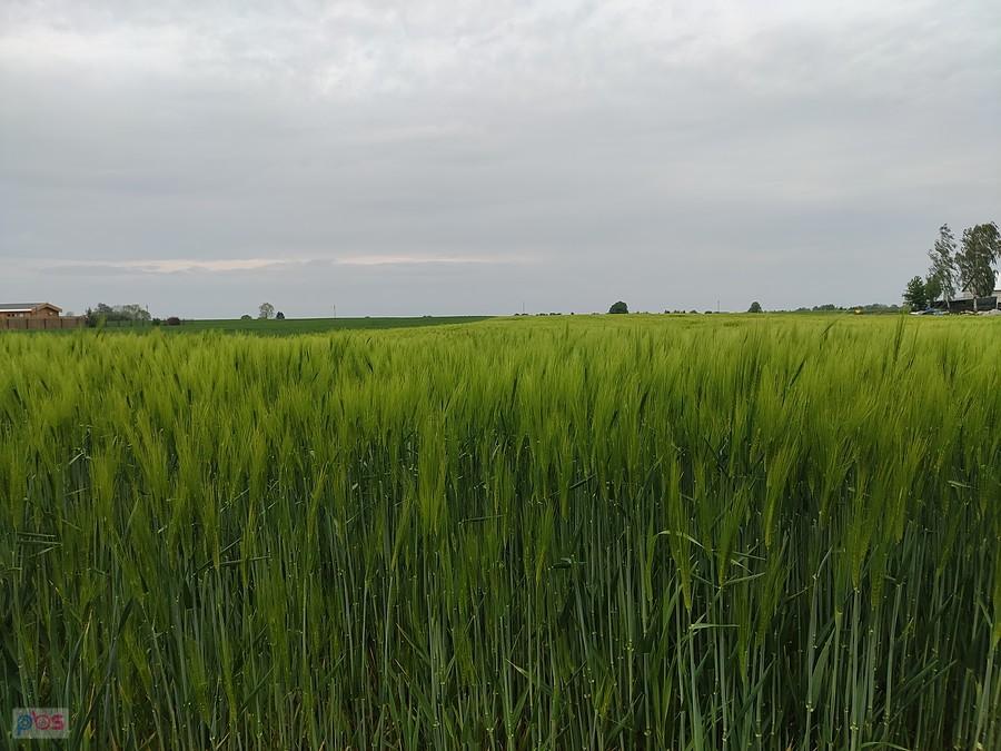 Pięknie rosnące zboże