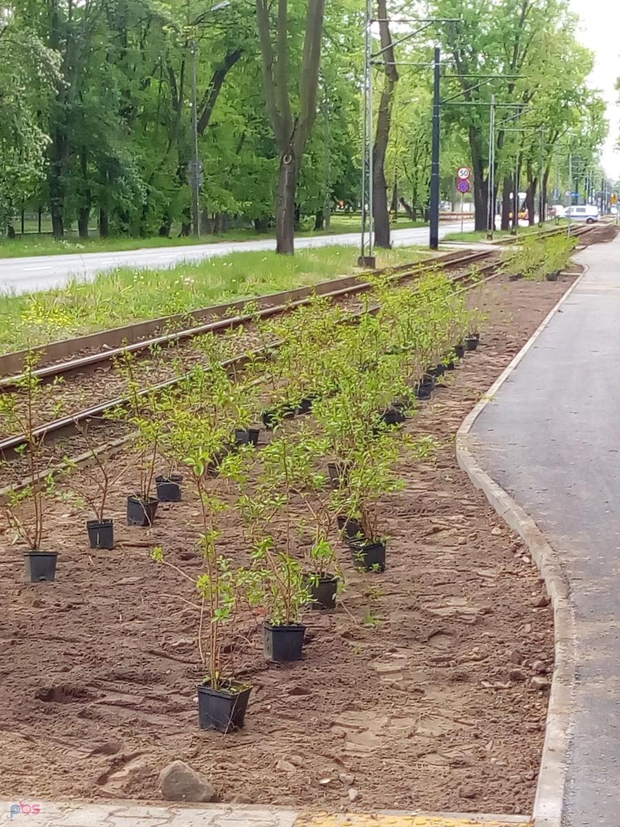 Gotowe do posadzenia wzdłuż nowego odcinka ddr na Kaliskiego