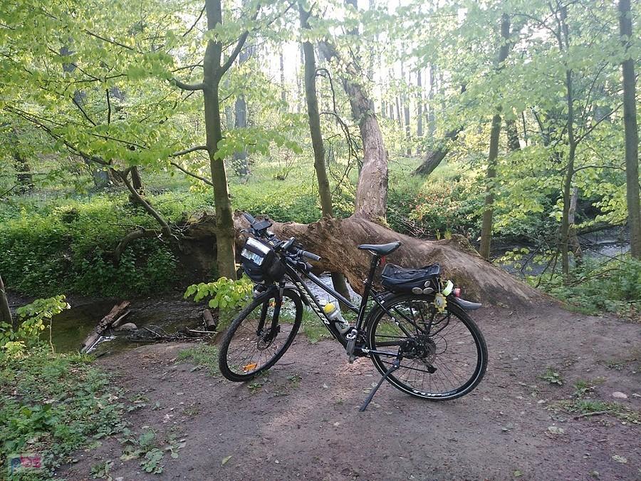Rower trekkingowy w lesie