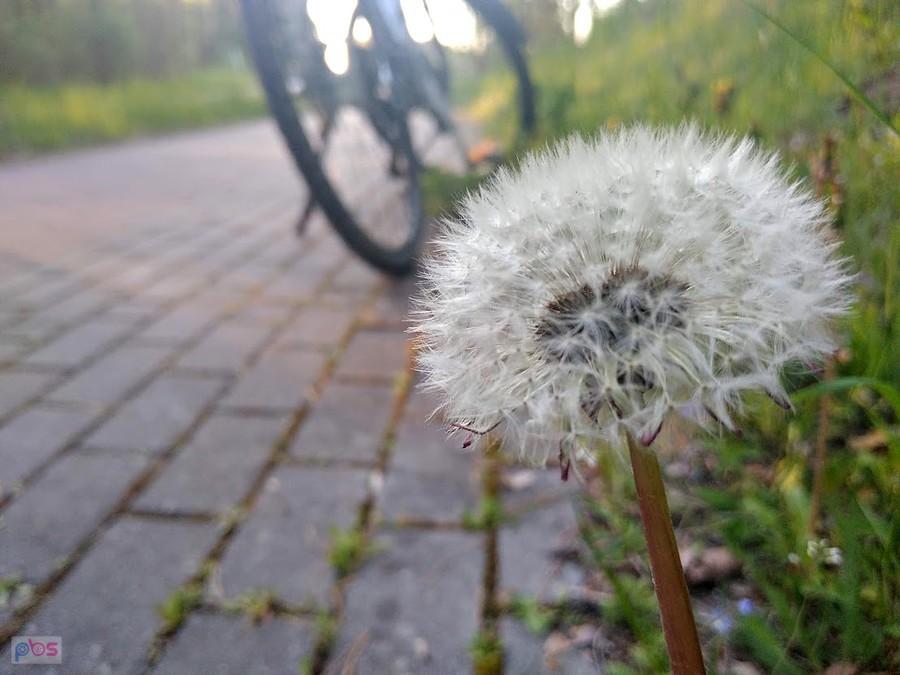 Dmuchawiec zwyczajny