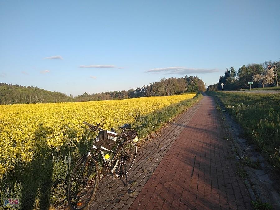 Rower na brukowanej ścieżce w polu rzepaku
