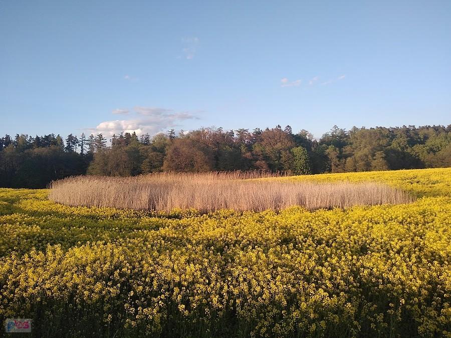 Krajobraz z polami rzepaku