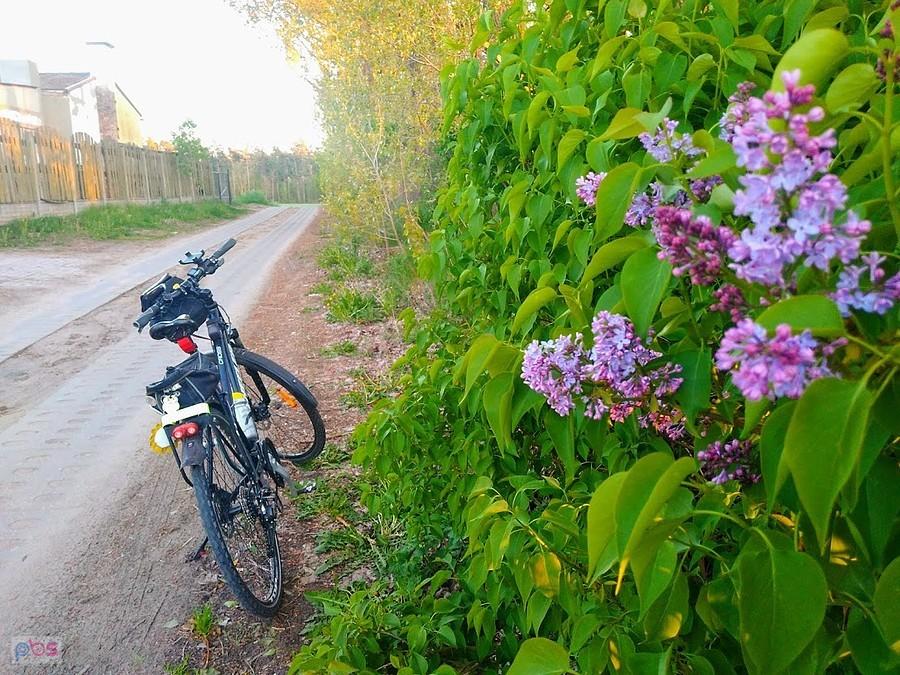 Rower na wiejskiej drodze obok lilaków