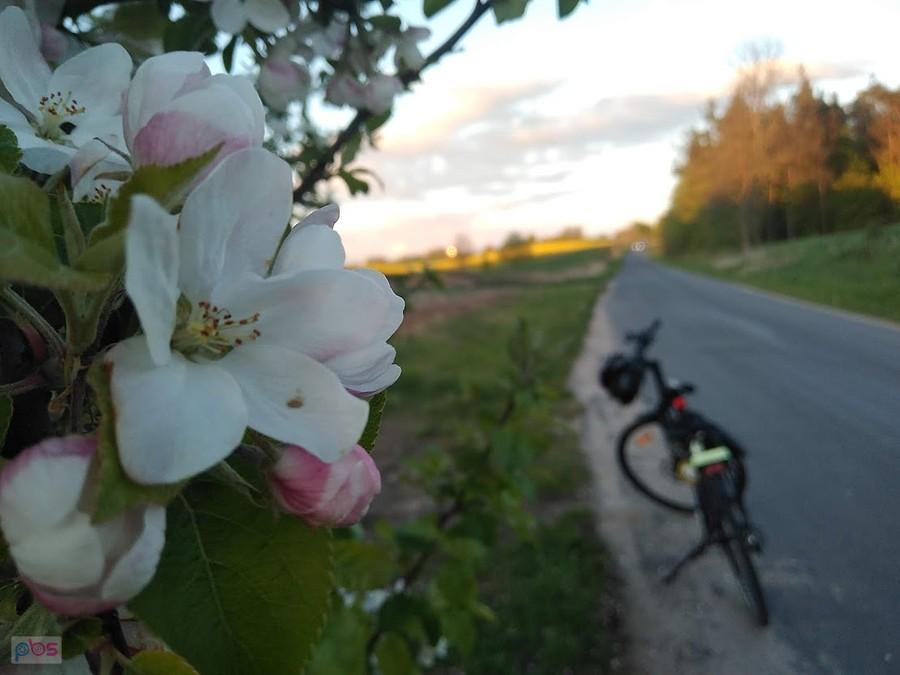 Kwitnące jabłonie przy drodze