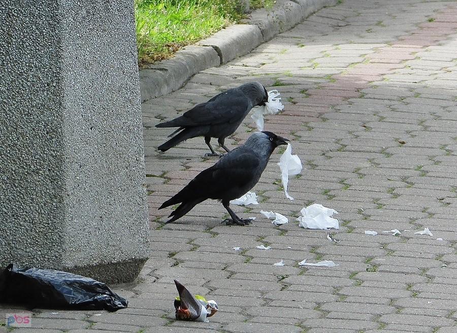 Kawki buszują przy śmietniku