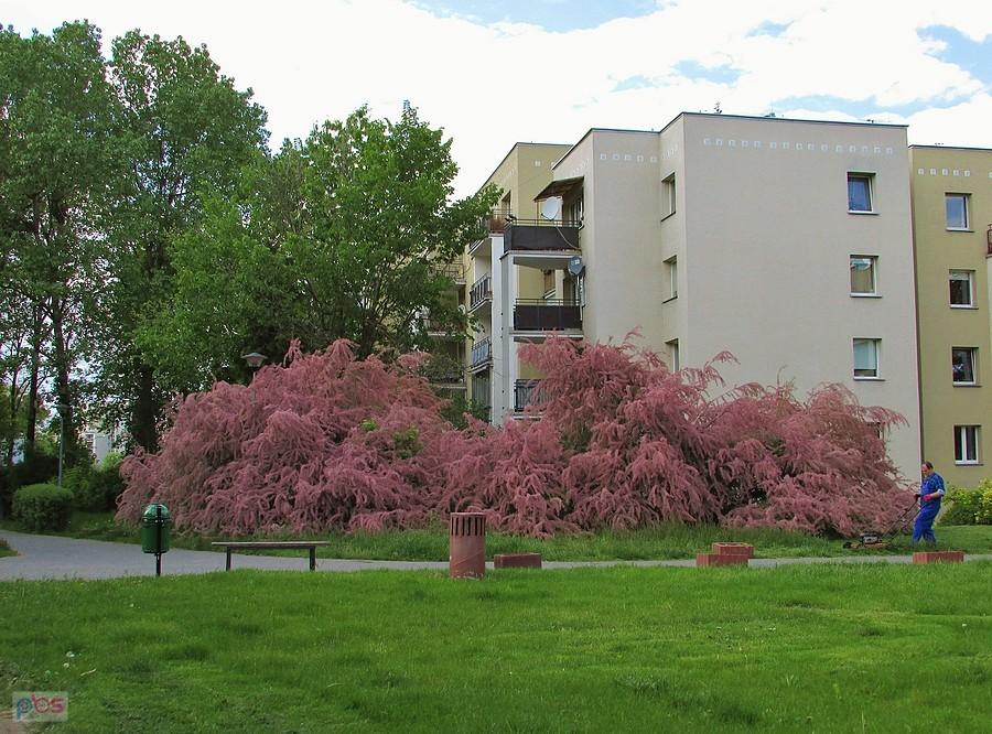 Krzewy tamaryszku