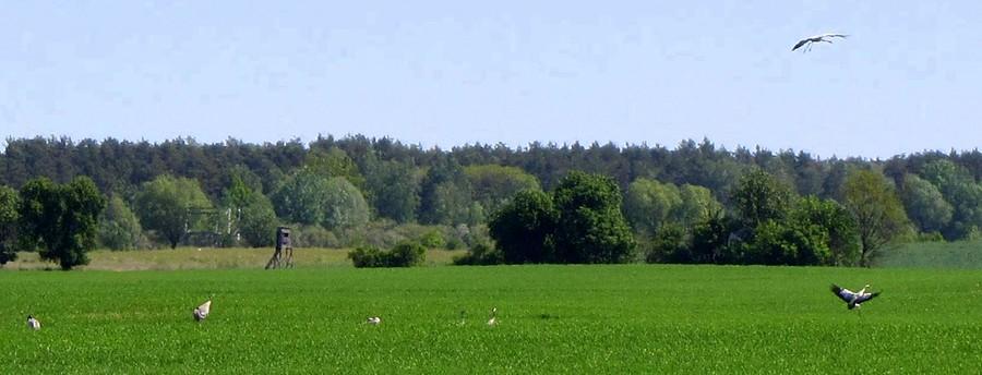 Zlot żurawi, daleko hen, hen
