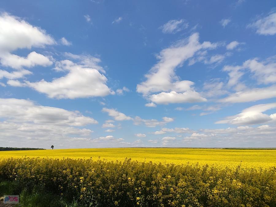 Chyba jeszcze nie widziałam takiego wielkiego pola rzepaku