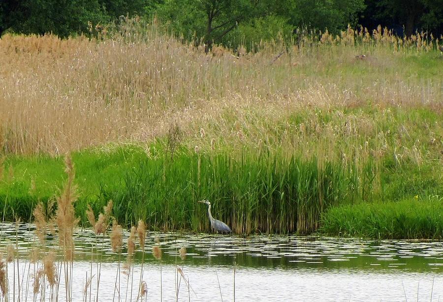 W końcu czapla pokazała się łaskawie choć na chwilę - Radzewice