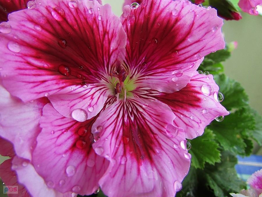 Pelargonia balkonowa
