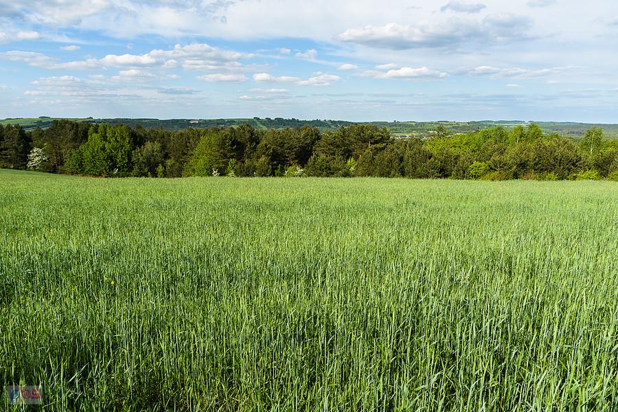 Widok w pobliżu Kolonii Hucisko - ujęcie w stronę Zdowa.