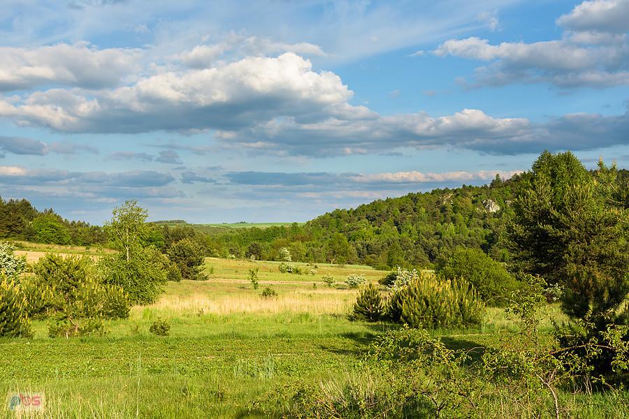 Widok przy drodze z Mirowa do Niegowej - ujęcie na wschód.
