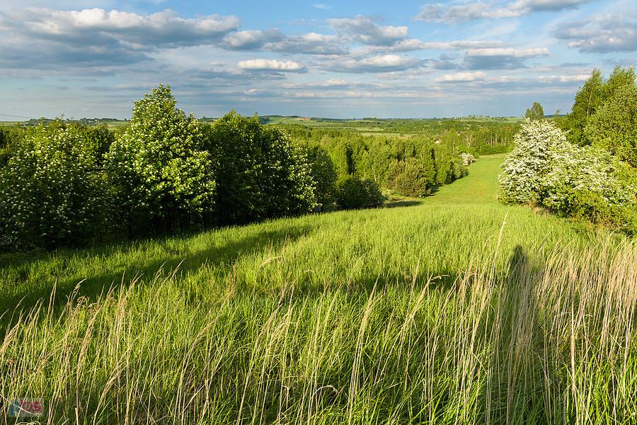 Widok na pola w Niegowej