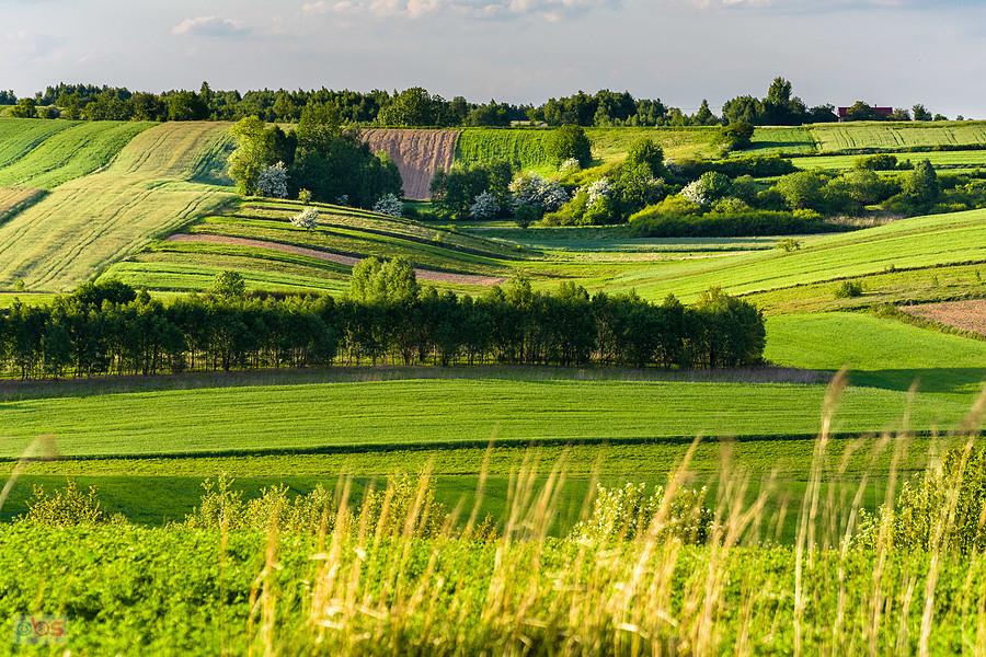 Faliste pola - widok z Niegowej w kierunku Postaszowic