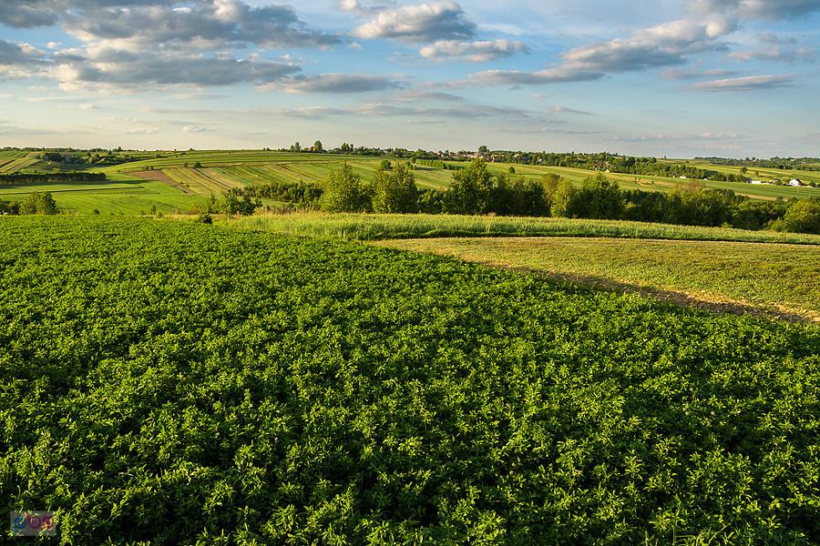 Uroki jurajskich pól pomiędzy Niegową i Postaszowicami