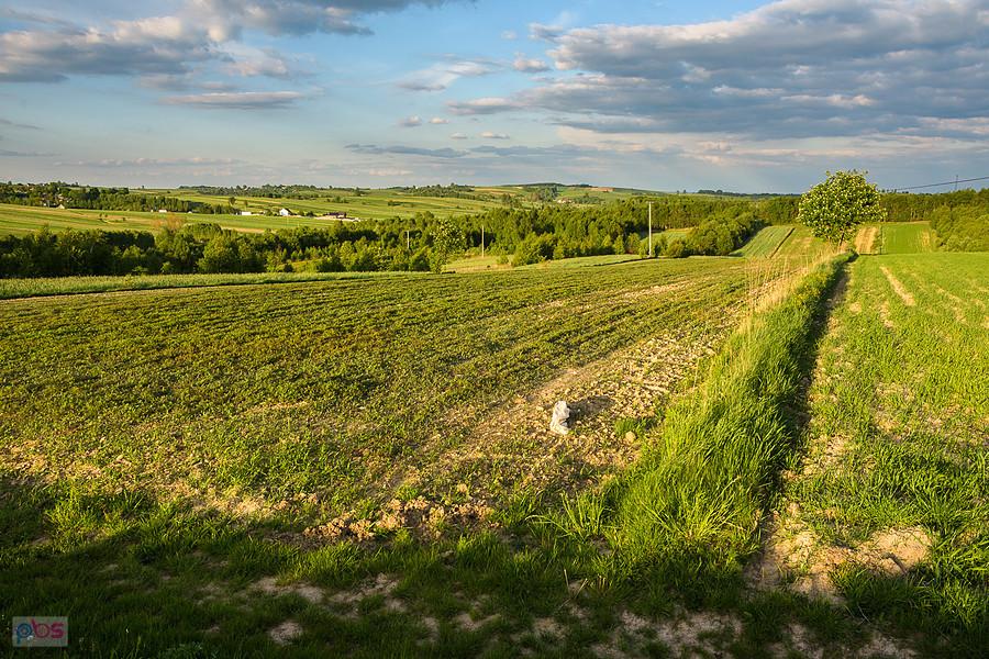 Pola pomiędzy Niegową i Postaszowicami - kadr w kierunku Mzurowa