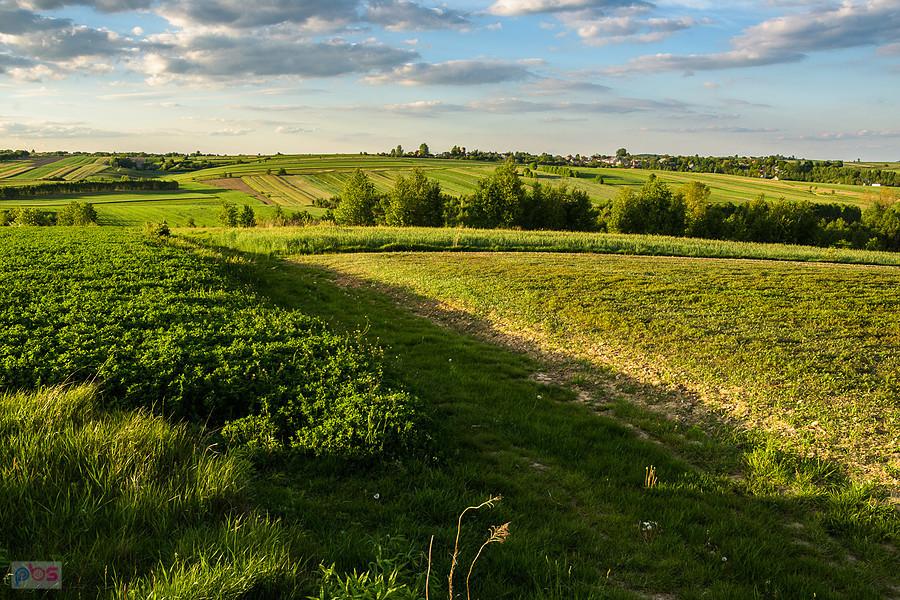 Widok w stronę Postaszowic - pola w Niegowej