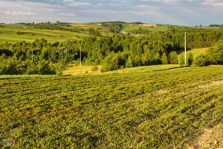 Pola pomiędzy Niegową i Postaszowicami - kadr w kierunku Mzurowa