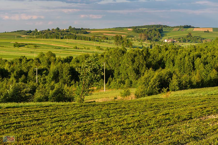 Niegowa - widok w kierunku Mzurowa.