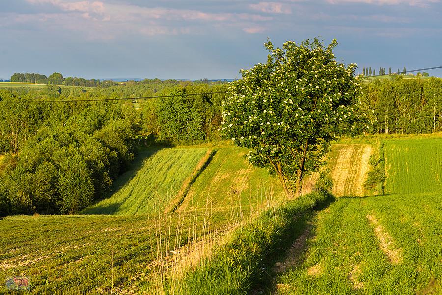 Pola pomiędzy Niegową i Postaszowicami - widok na wschód.