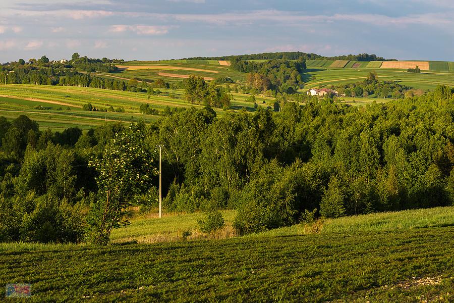 Widok w kierunku Mzurowa - pola pomiędzy Niegową i Postaszowicami.
