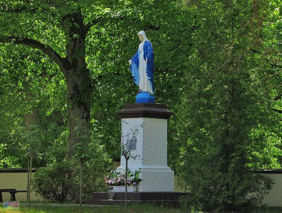 Immaculata lutkowska