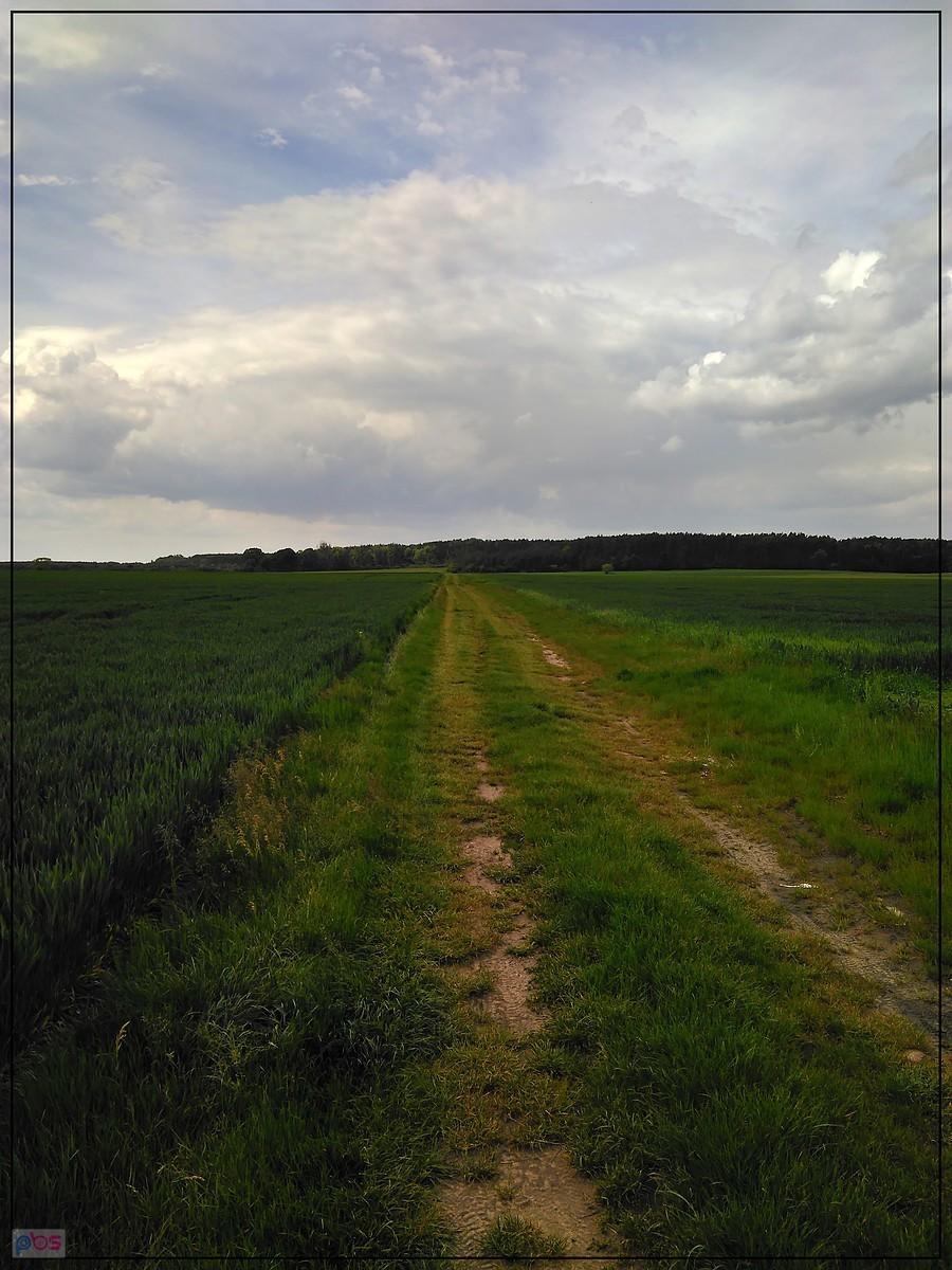 W stronę lasu