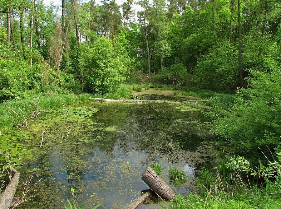 Żabi staw przy Leśnictwie Bogatki
