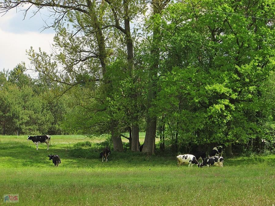 Łąki nad Jeziorką