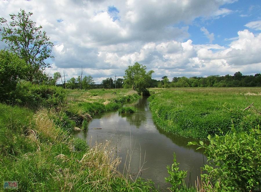 Jeden z meandrów Jeziorki