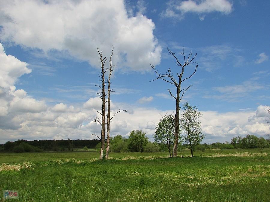 Łąki nad Jeziorką