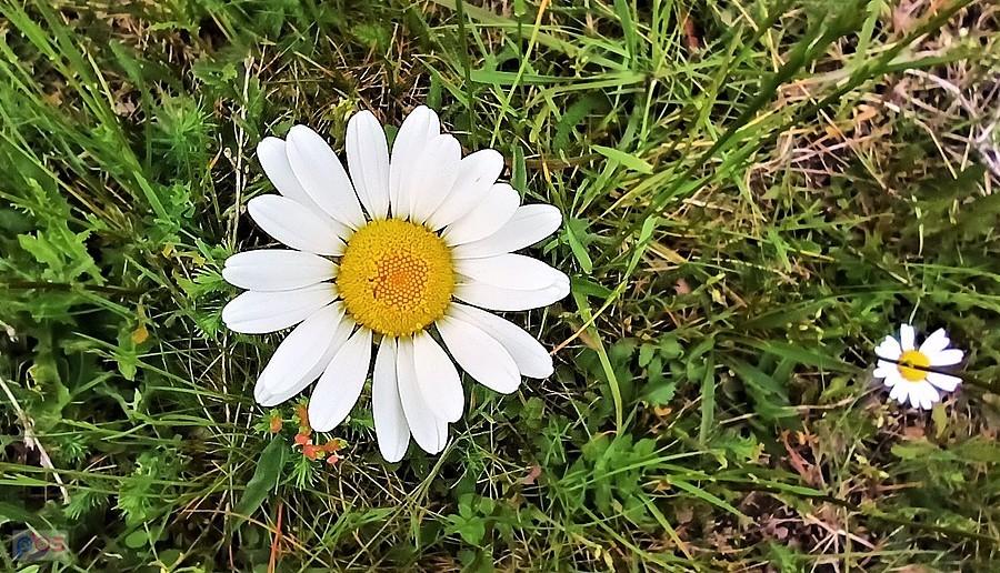 Margerytka