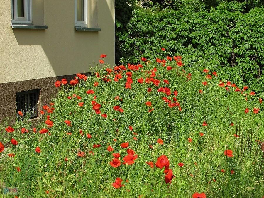 Poletko czerwonych maków na Żytniej
